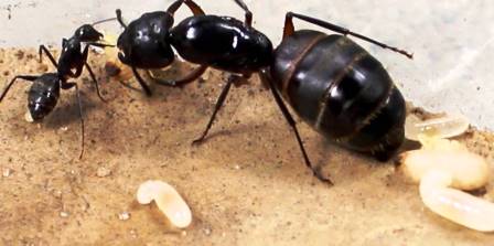 Débuter l’élevage de fourmis : Commencer un élevage de Fourmis. Fm410