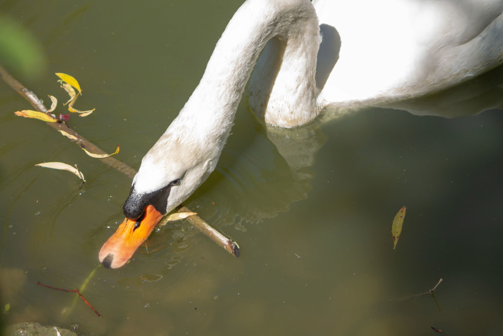 Cygne  Img_2410