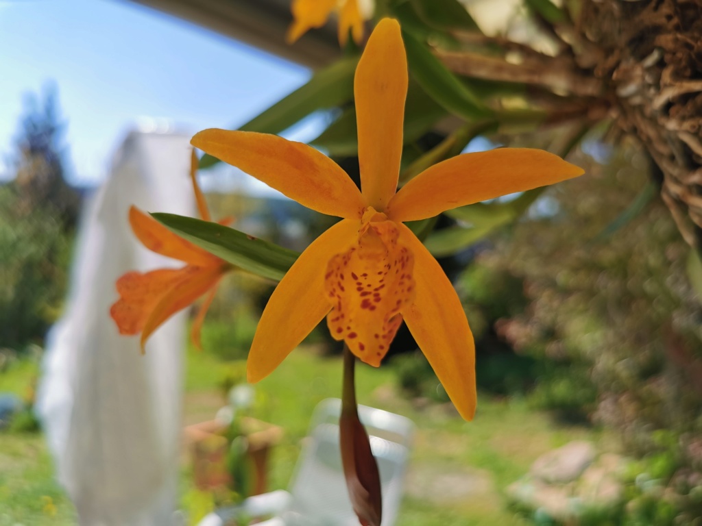 Blüherfolge unserer Orchideen Img_2025