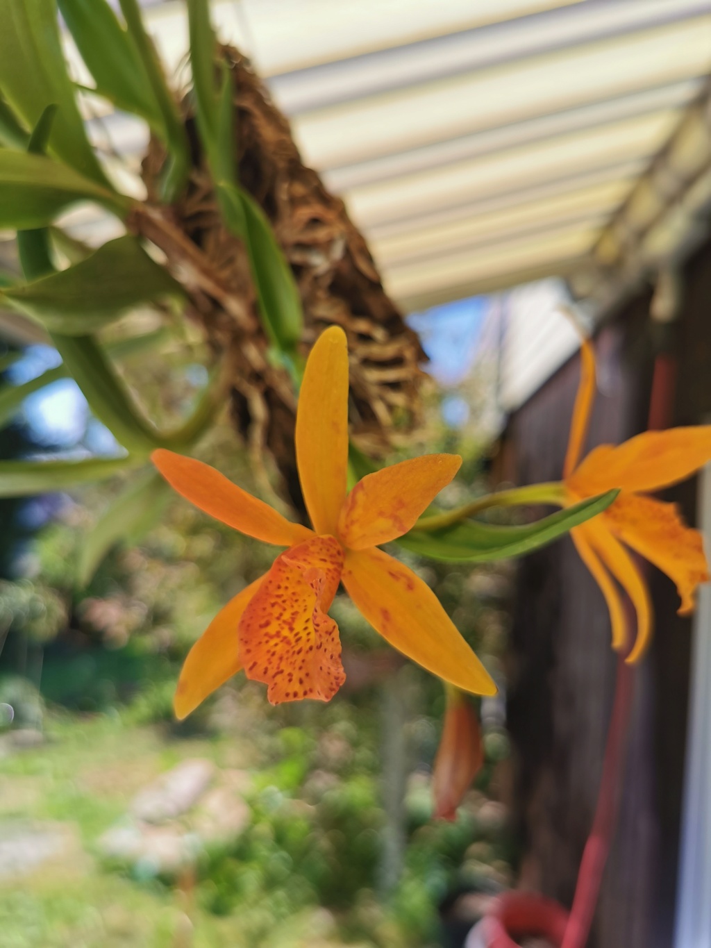 Blüherfolge unserer Orchideen Img_2026