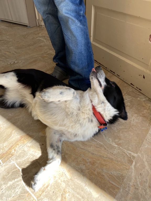 BANGA (ex DUNGA) - chiot femelle, croisée border collie, taille moyenne à l'âge adulte - Née environ avril 2019 - Adoptée par Christophe et Raphaël (69)  4ee0c610