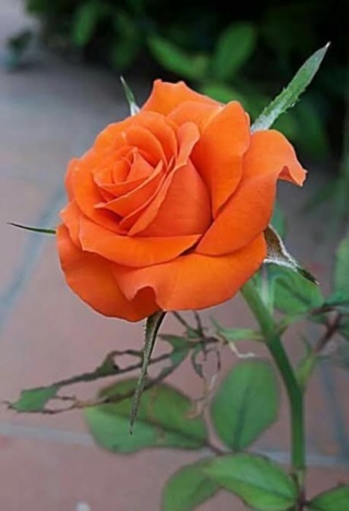 ::Desfile de Rosas AMDA::Hoy se presenta la Rosa Naranja AMDA, la última rosa  Images14