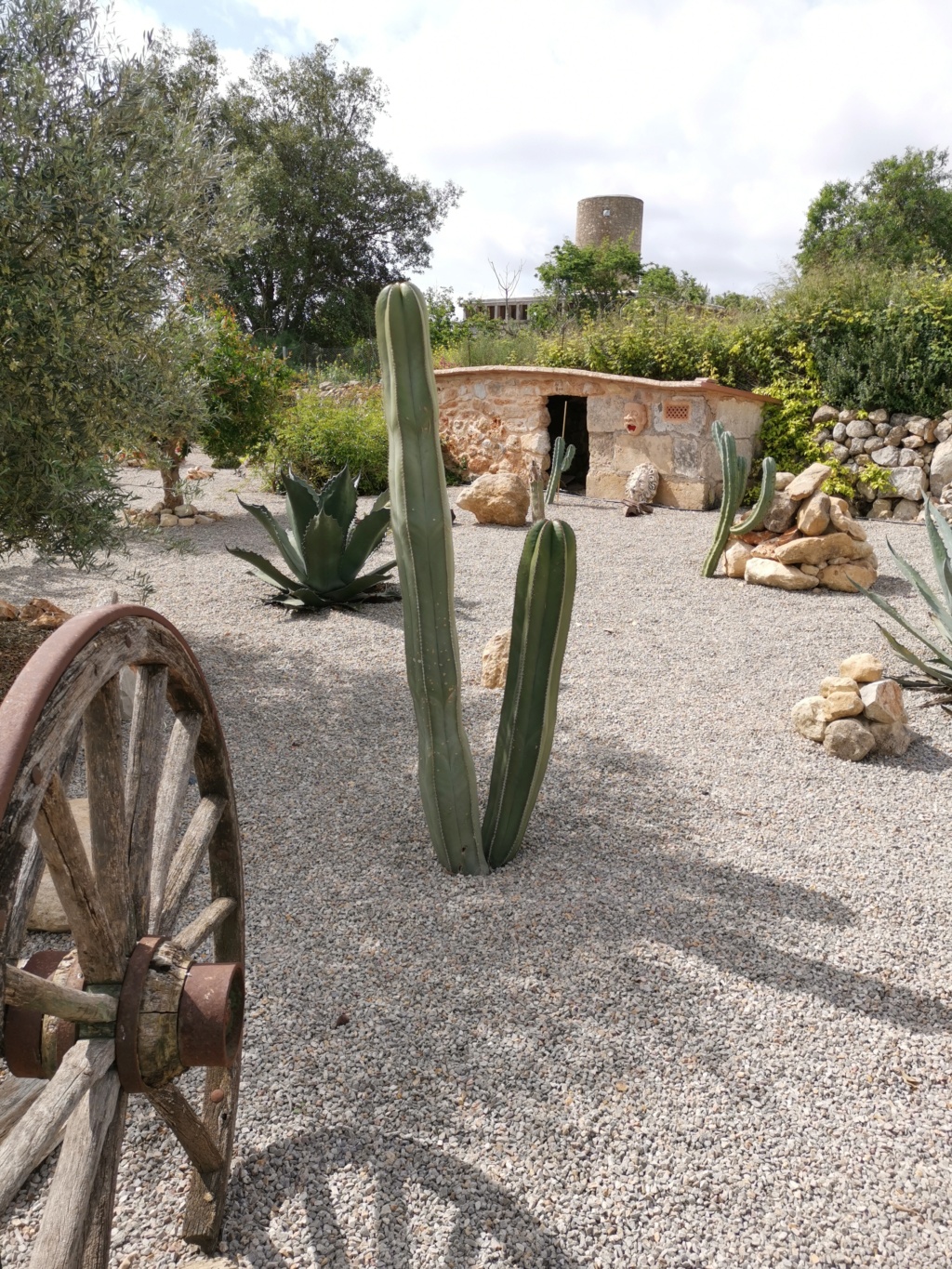 Unser kleiner Garten auf Mallorca, Kakteen und Sukkulenten satt Img_2019