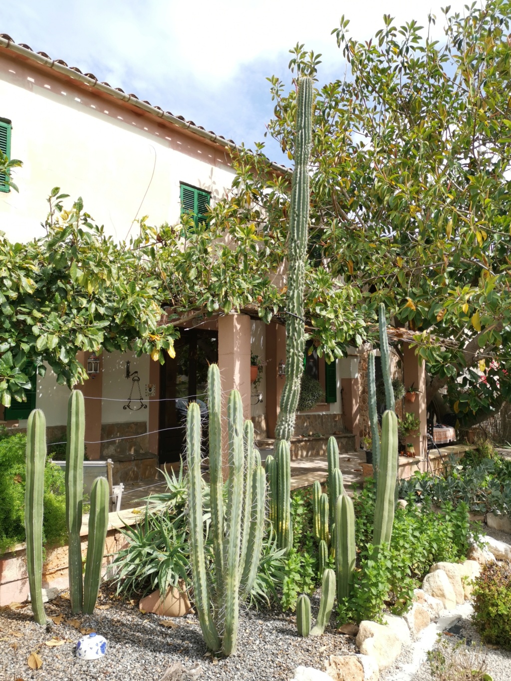 Unser kleiner Garten auf Mallorca, Kakteen und Sukkulenten satt Img_2035