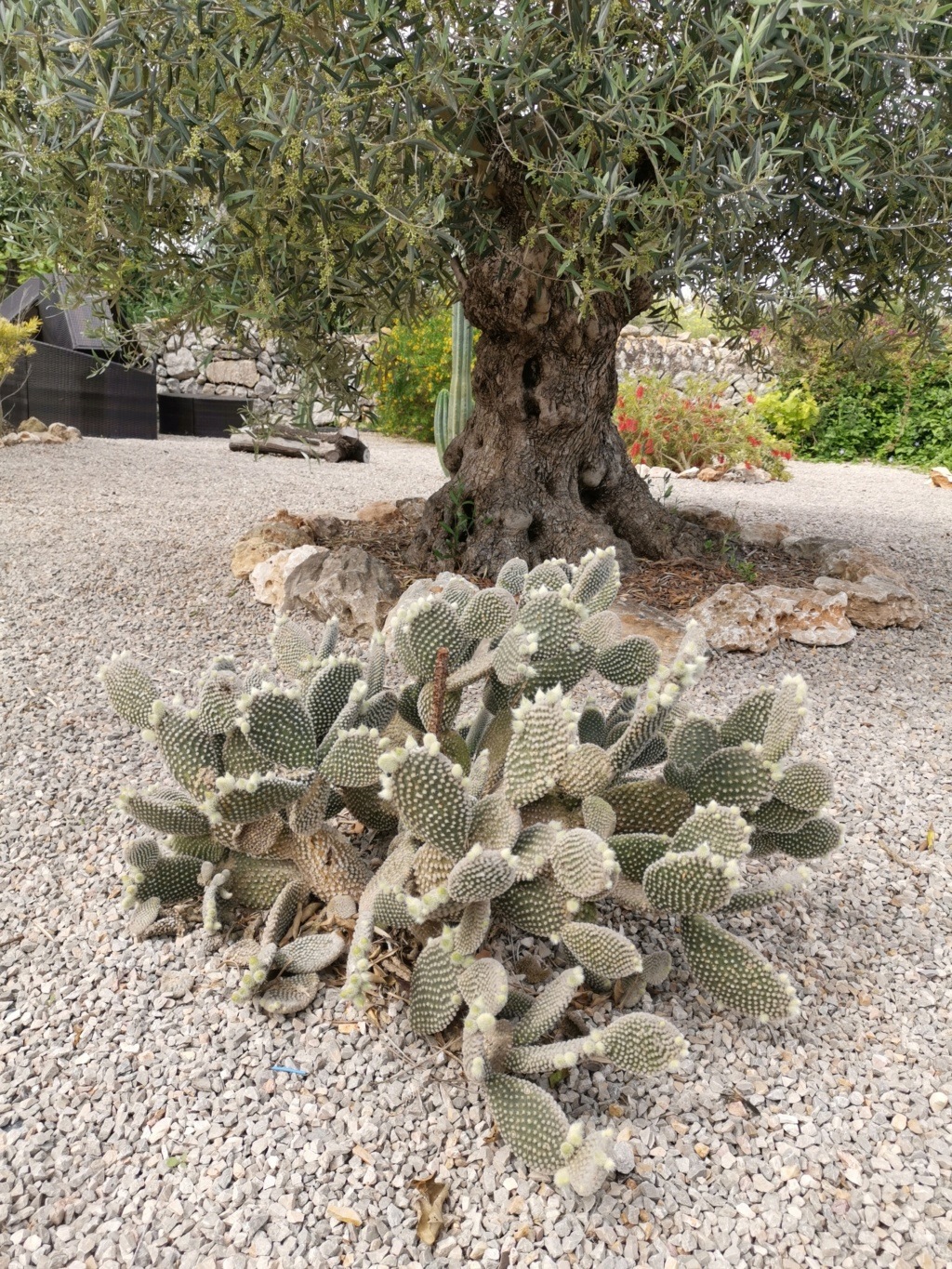 Unser kleiner Garten auf Mallorca, Kakteen und Sukkulenten satt Img_2040