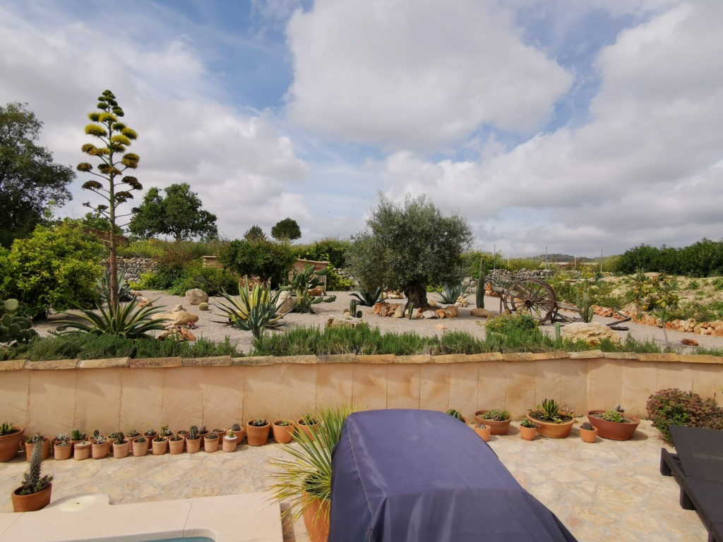 Unser kleiner Garten auf Mallorca, Kakteen und Sukkulenten satt Img_2048
