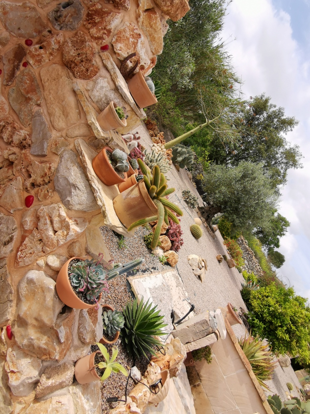 Unser kleiner Garten auf Mallorca, Kakteen und Sukkulenten satt Img_2050