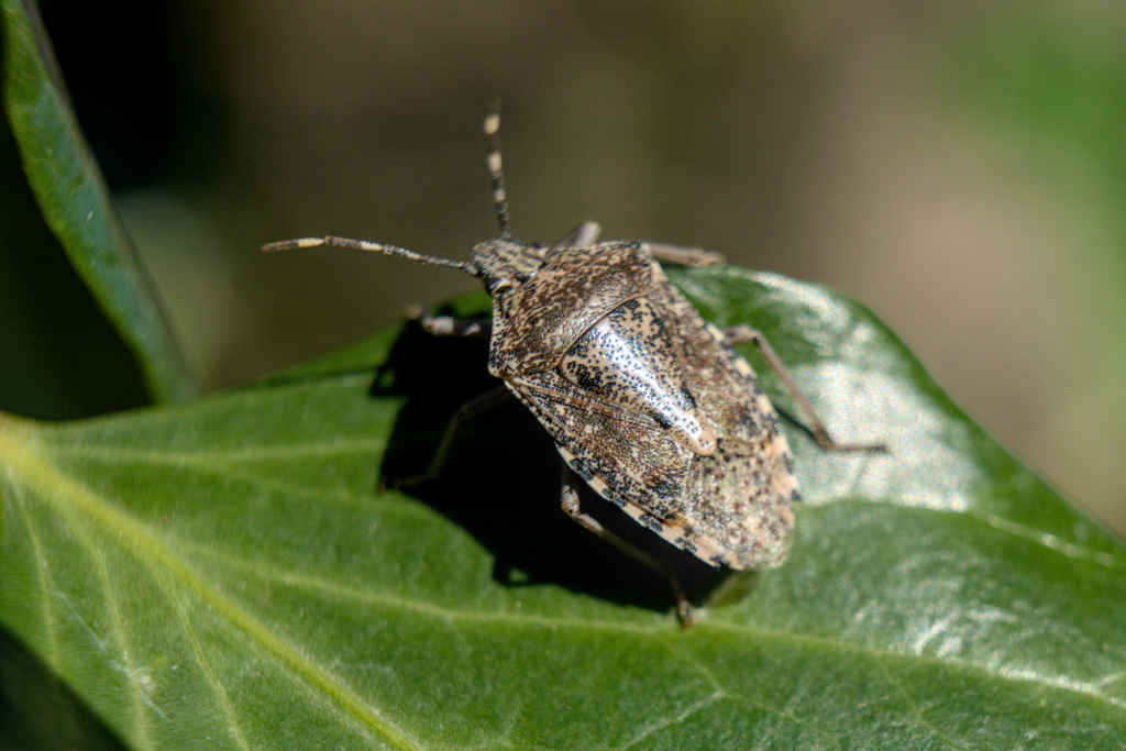 Bicho I Dsc07413