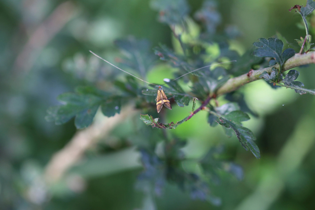 Coquille d'Or (Nemophora degeerella) Origin10