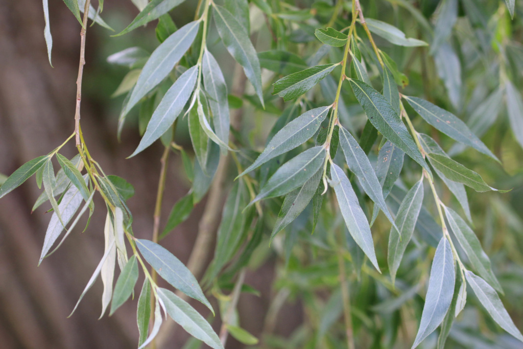 Salix alba ? Origin13