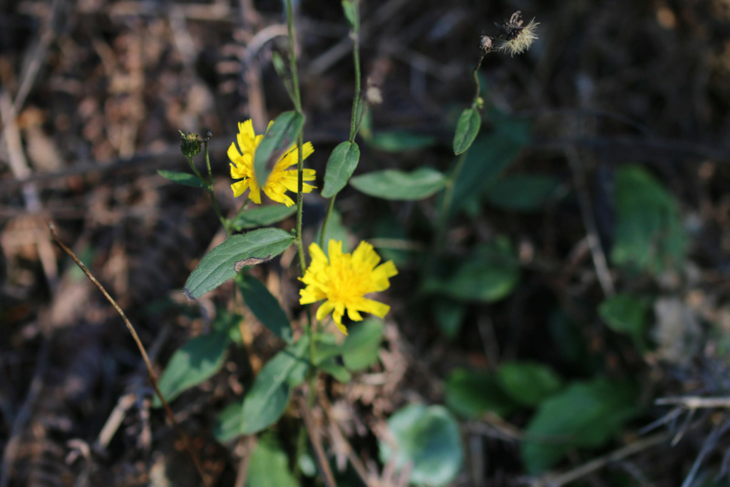 [Hieracium sp.] Hieracium ? Origin20