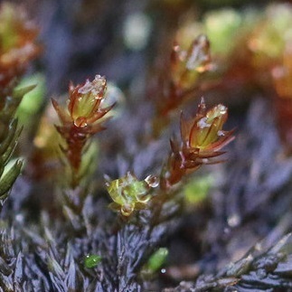 [Imbribryum alpinum] Bryophyte de l'ouest ! X13