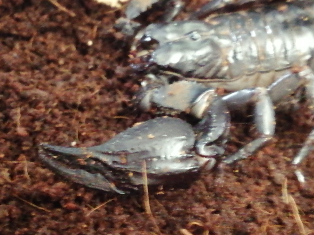 Help with forest scorpion I.d please  Img_2012