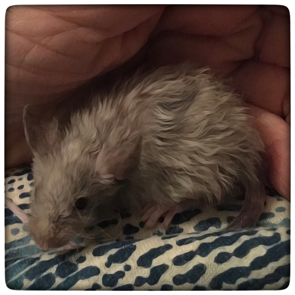 Adorable Texel Boy mice - 5 weeks old and AVAILABLE - NYC Img_4712