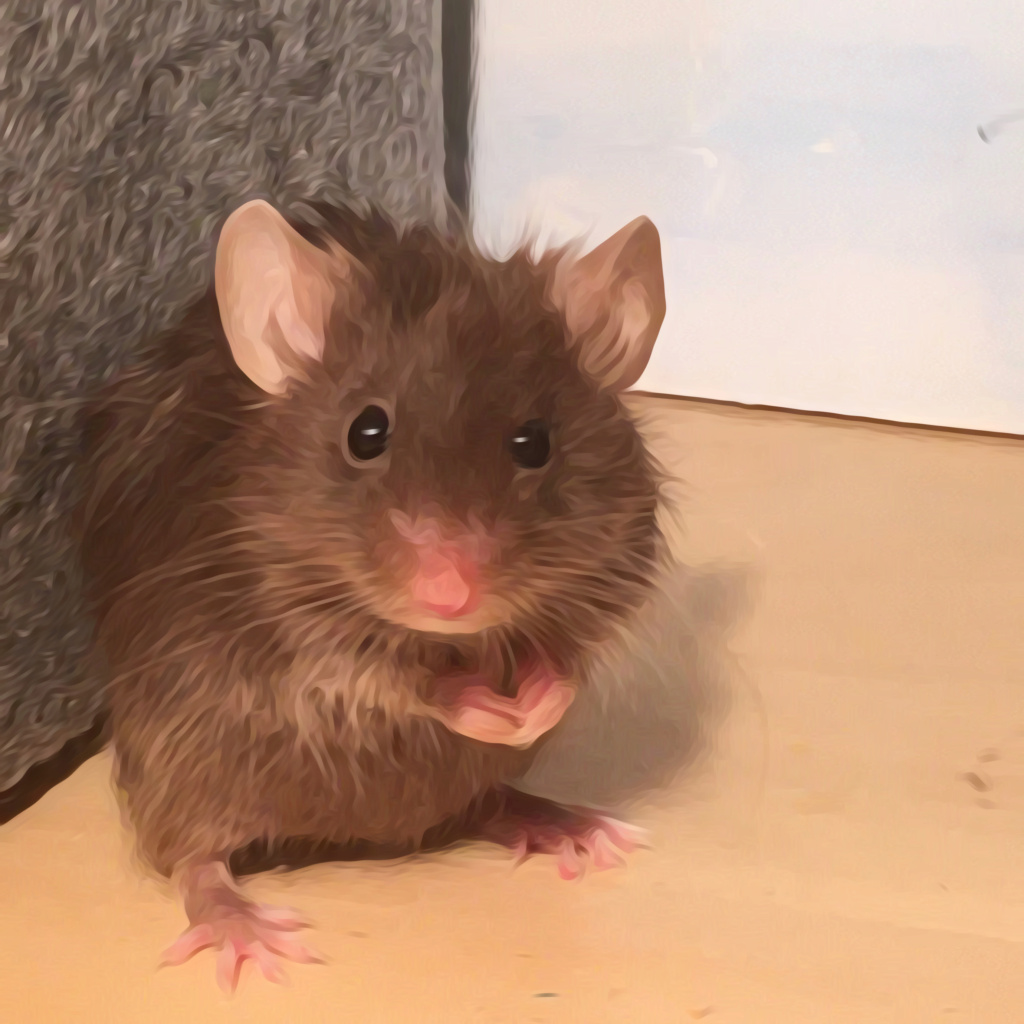 Hello Everyone! Mouse_10