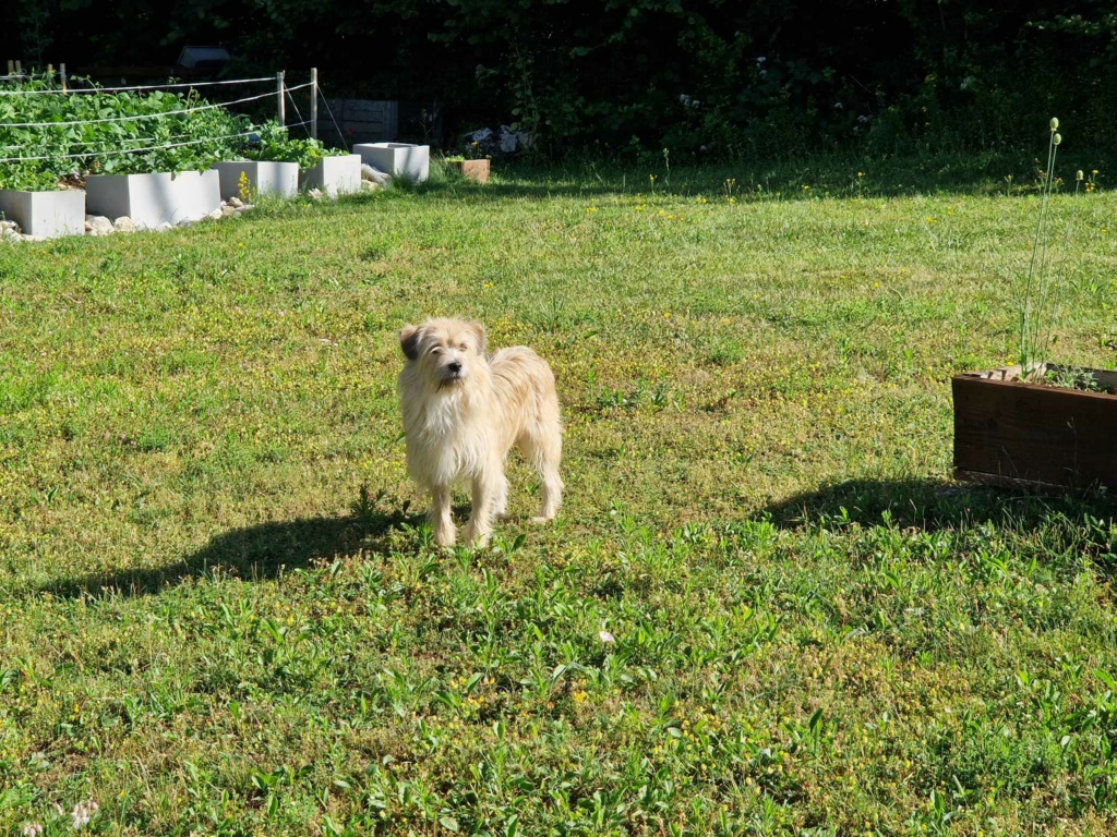 BRETT (ex BRETZEL) - Chiot mâle croisé Bichon de petite taille - Né environ en Mars 2022 - Refuge de Maya - Adoptée par Michelle en France  Bretze12