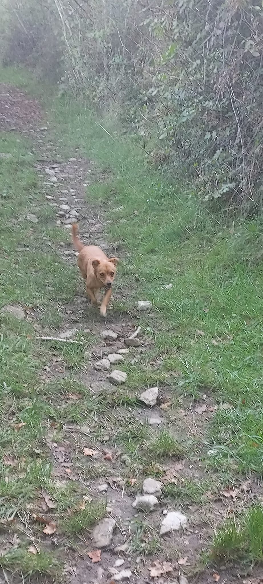 CAYENNE - Femelle croisée de petite taille (6 kg) - Née environ en 2020 - Refuge de Monica - Adoptée par Flora en France  Cayenn15