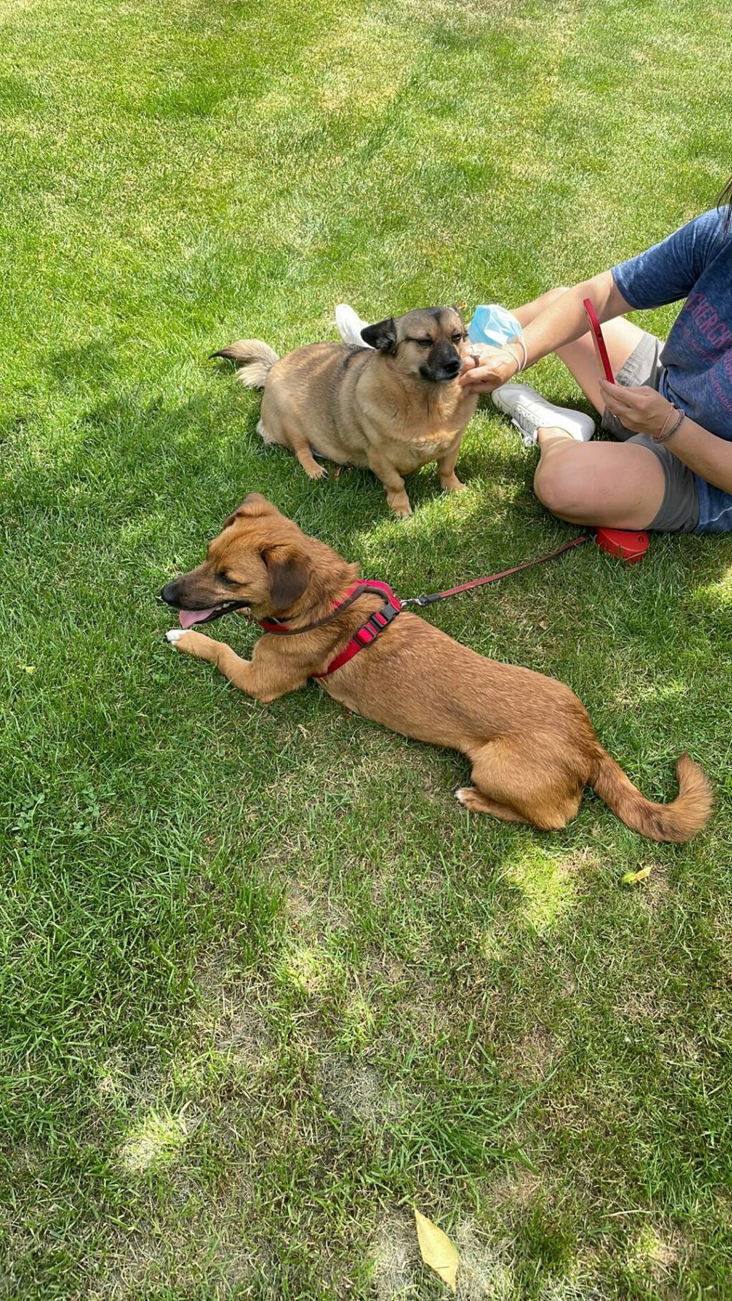 ZIGGY (ex DIMITRI) - Mâle croisé de petite taille (8 kg) - Né environ en 2019 -  Adopté par Nathalie en Belgique Dimitr10