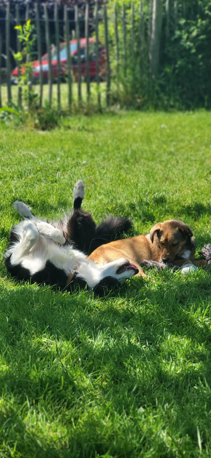 MERIDA - Chiot femelle croisée de taille petite à moyenne à l'âge adulte - Née environ en Janvier 2022 - Refuge de Monica - Adoptée par Robin en Belgique  Merida13