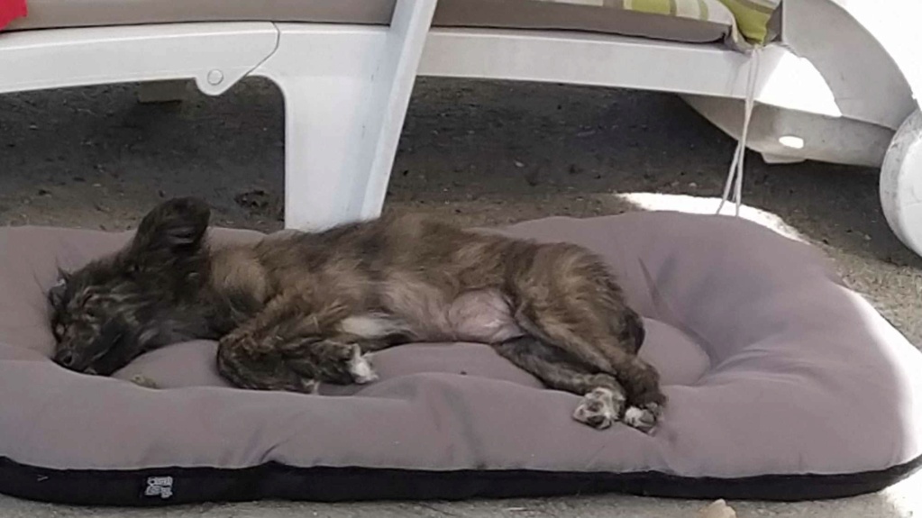 TESS (ex MILLY) - Chiot femelle croisée de taille moyenne à l'âge adulte - Née environ en Mai 2023 - Refuge de Monica - Adoptée par Béatrice en France  (dpt 49) Milly210