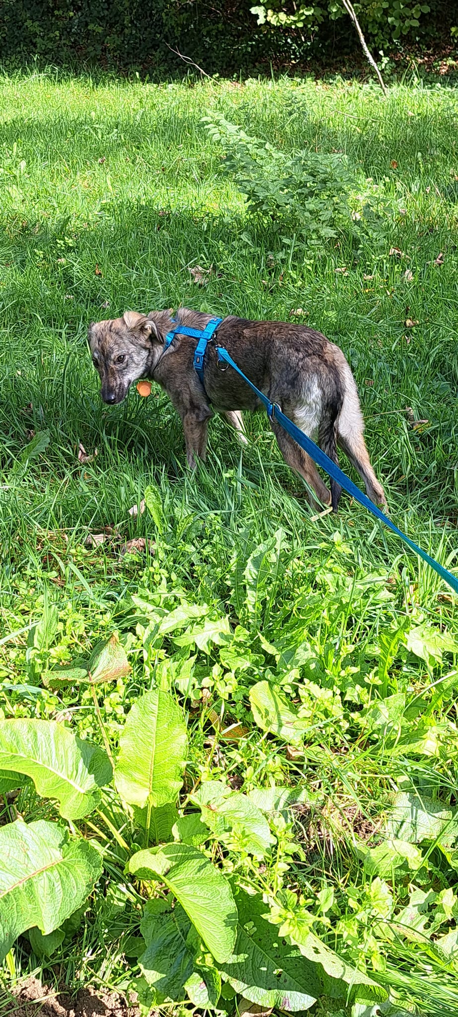 PEPPER - Chiot femelle croisée de taille moyenne à l'âge adulte - Née environ en Mars 2023 - Refuge de Monica - Adoptée par Martial en Belgique  Pepper19