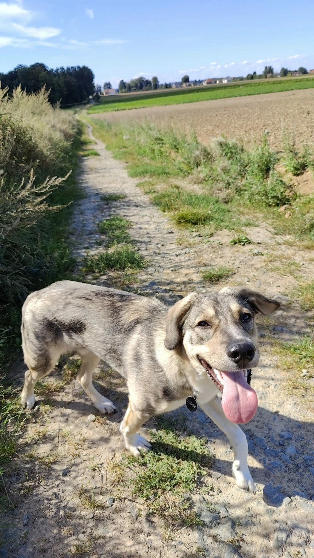 TEDDY (ex RIRI) - Chiot mâle croisé de taille moyenne à l'âge adulte - Né environ en Novembre 2022 - Adopté par Martin en Belgique  Riri110