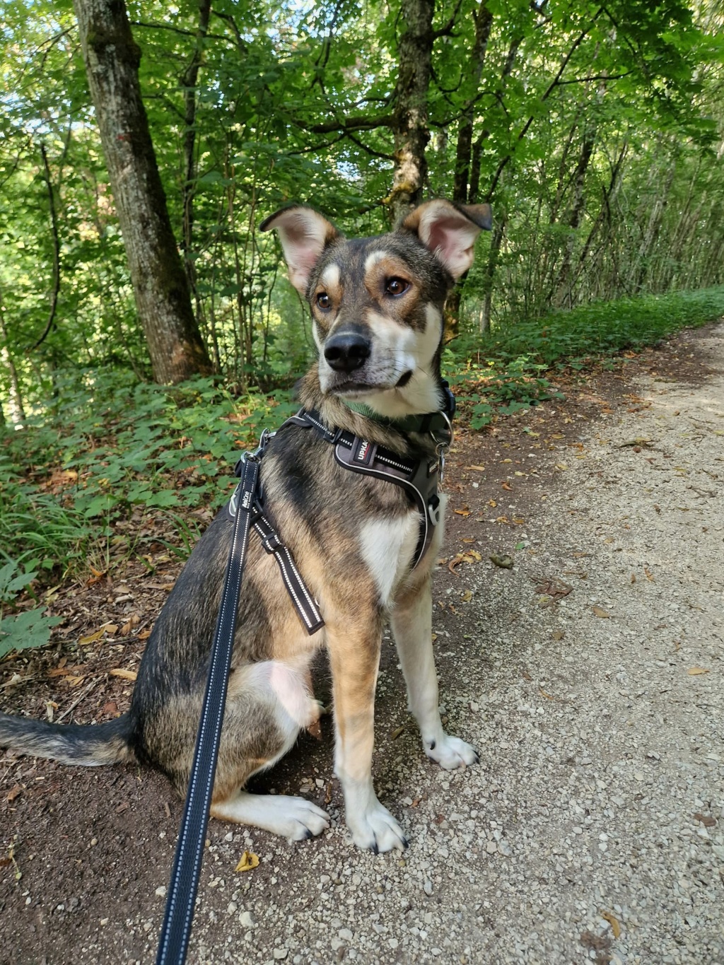 TENNESSEE - Chiot mâle croisé de taille moyenne à l'âge adulte - Né environ en Juin 2022 - Refuge de Monica - Adopté par Berenice en France.  Tennes11