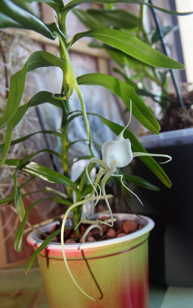 Angraecum germinyanum Img_2514