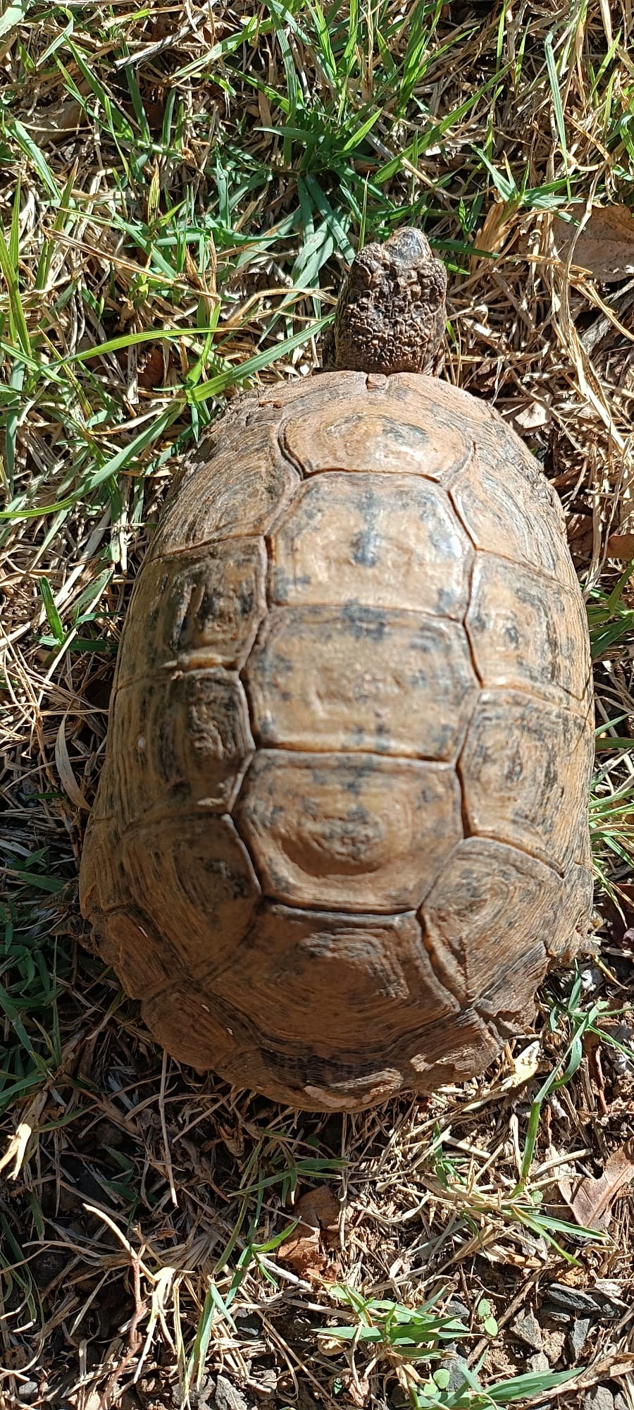 Identification tortue terrestre Img-2022