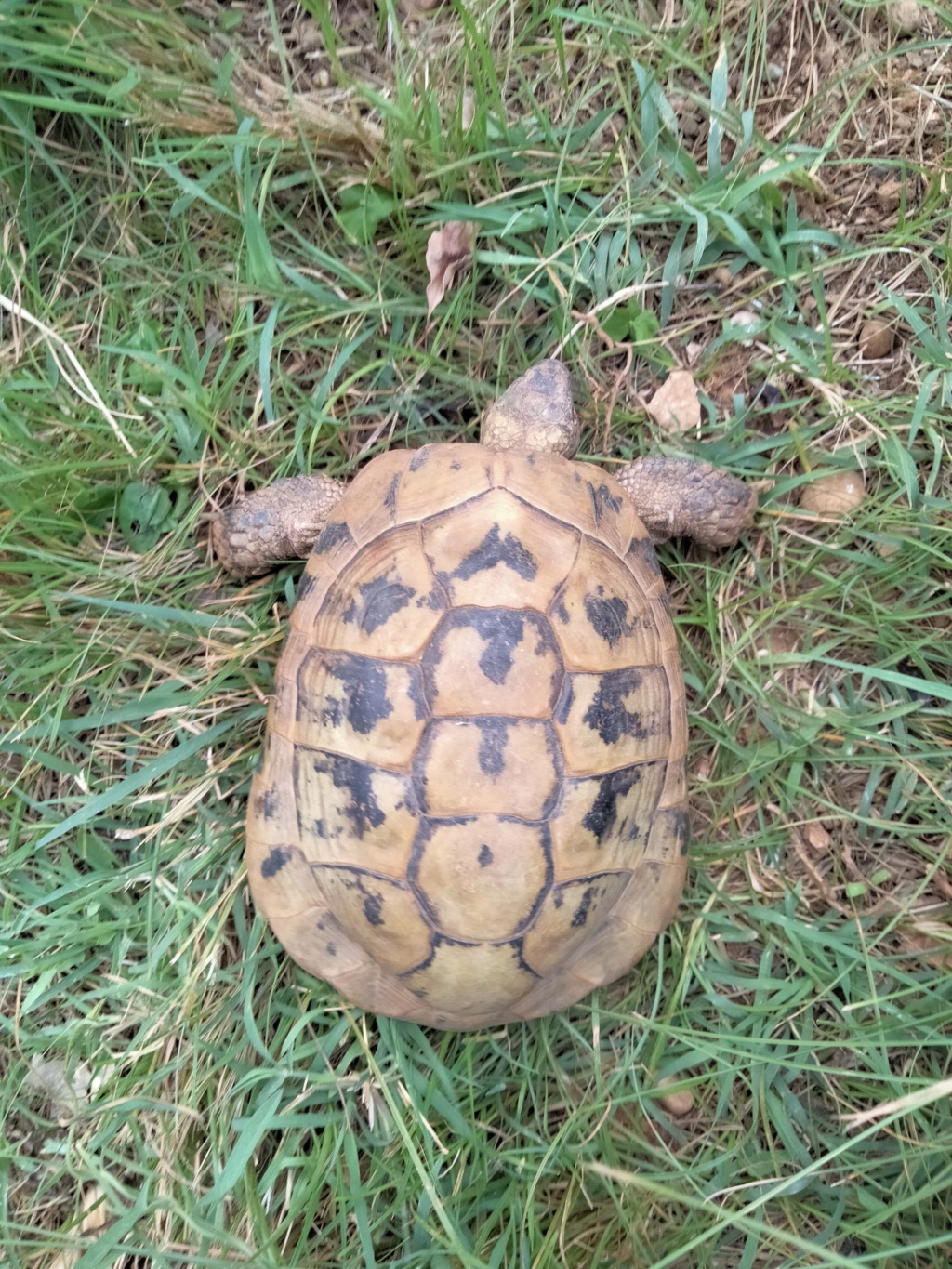 Identification d'une tortue mâle Img20218