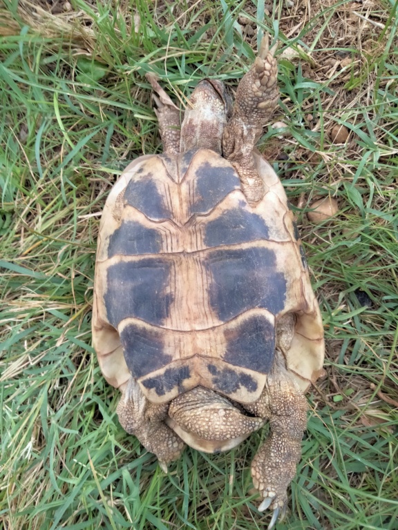 Identification d'une tortue mâle Img20220