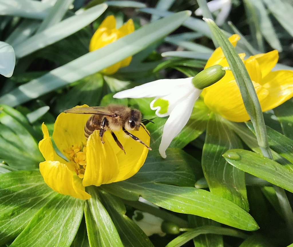 Erste Frühlingsboten im Garten und in Wald und Flur, Teil 2 - Seite 37 Biene_10
