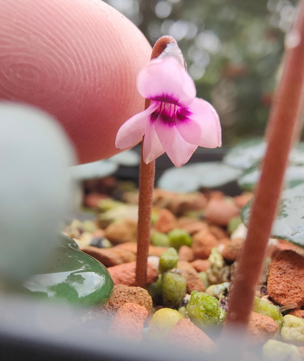 Cyclamen - Seite 29 Cyclam14