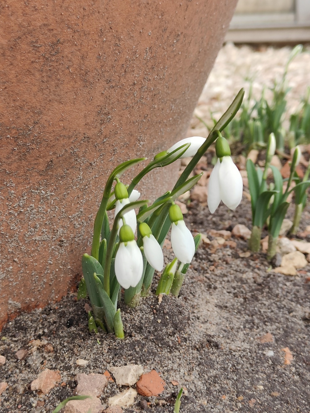 Erste Frühlingsboten im Garten und in Wald und Flur, Teil 2 - Seite 34 Galant11