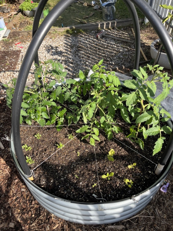 A square foot garden in a round bed.  Ef95e410