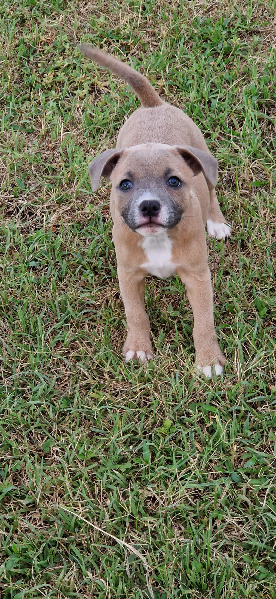Bull terrier blue fawn sales