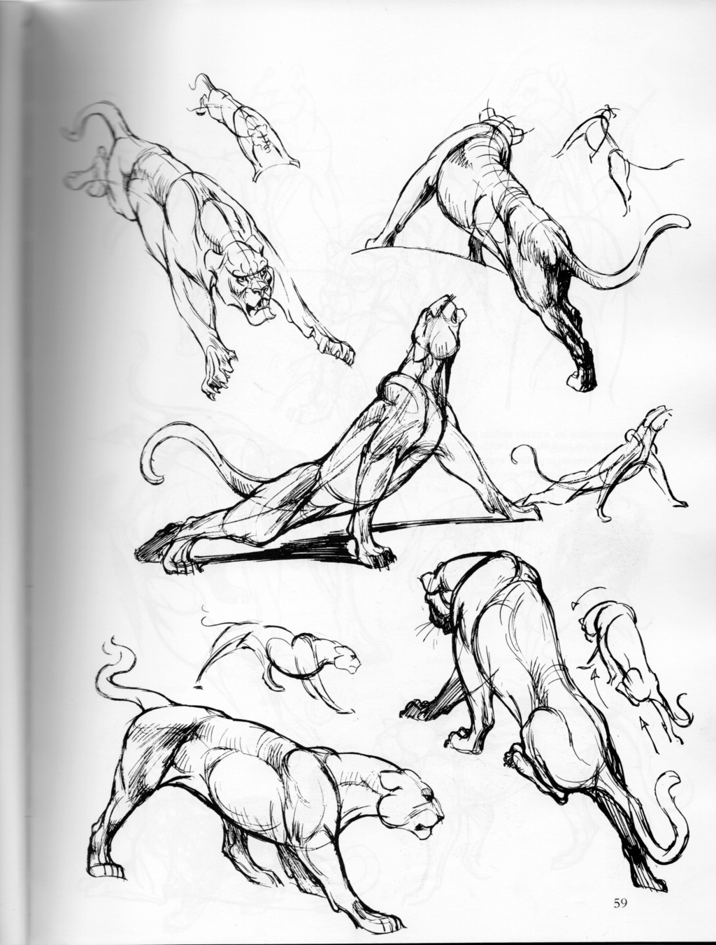 ANIMAL - Page 8 Fzolin14