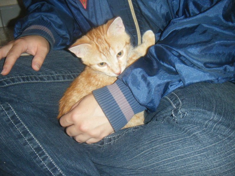 Phoebus - chaton mâle roux tigré de 3 mois Le_11_10