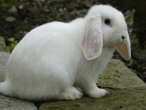 pour ceux qui aimes les lapins Lesfi188