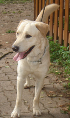 SNOOPY, labrador beige 5 ans, moselle Snoopy11