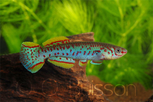 fundulopanchax nigerianus "innidere" Fundul12