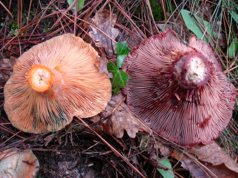 Champignons Lactde10