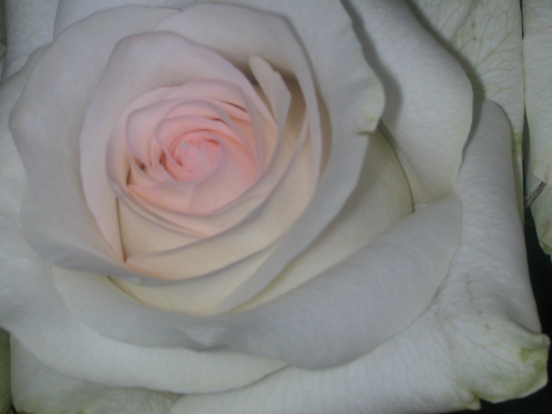 conseils pour rosiers Rose_012