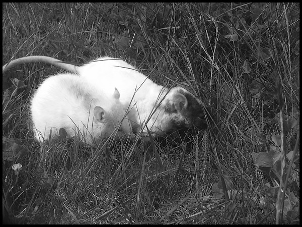 Takumi et Quinoä dans l'herbe ! F315