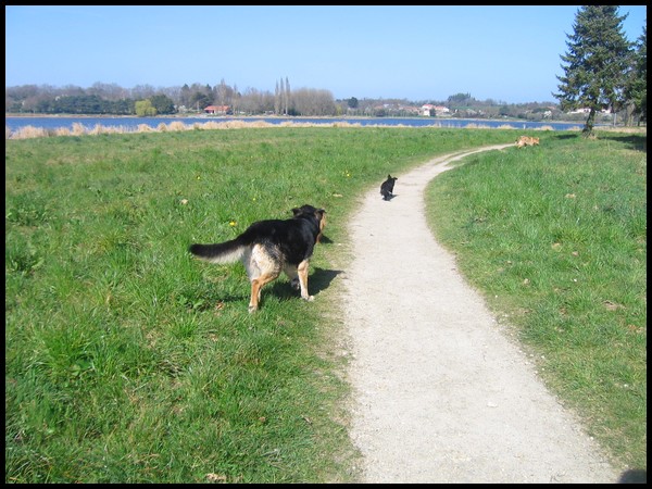 Une ballade 5h avec 4 chiens ça donne ça ! P1312