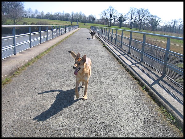 Une ballade 5h avec 4 chiens ça donne ça ! P218