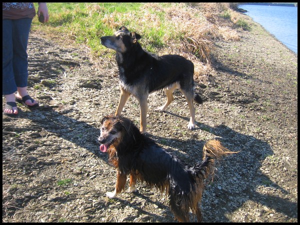 Une ballade 5h avec 4 chiens ça donne ça ! P714