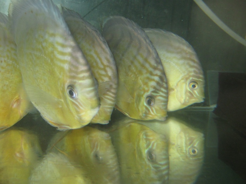 Symphysodon aequifasciatus  blue discus sauvage a vendre Dicos112