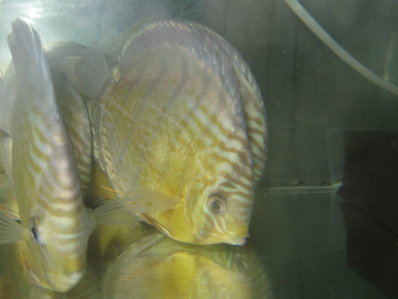 Symphysodon aequifasciatus  blue discus sauvage a vendre Secure11