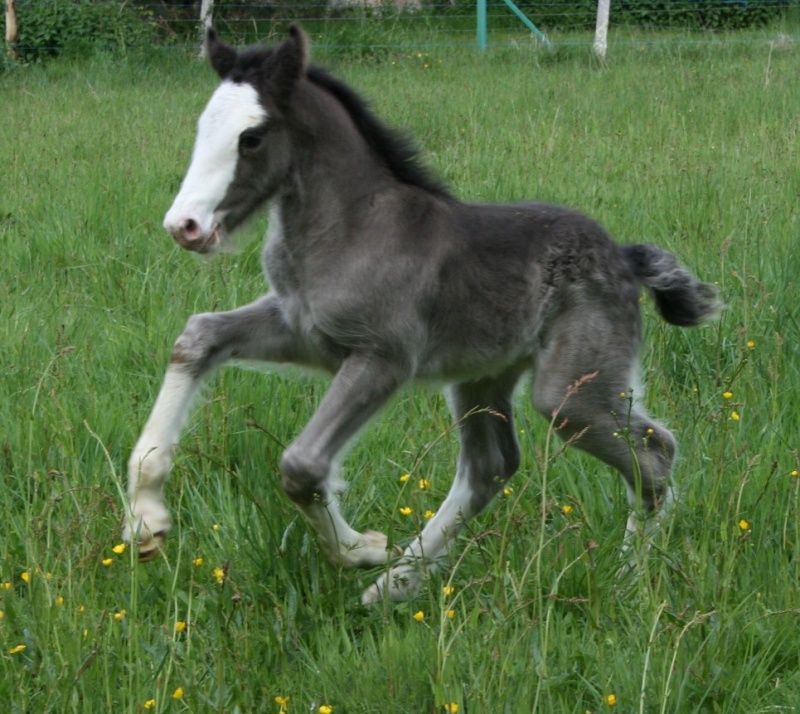 49 IC... 1 ére naissance au Domaine de Pégase Img_4818